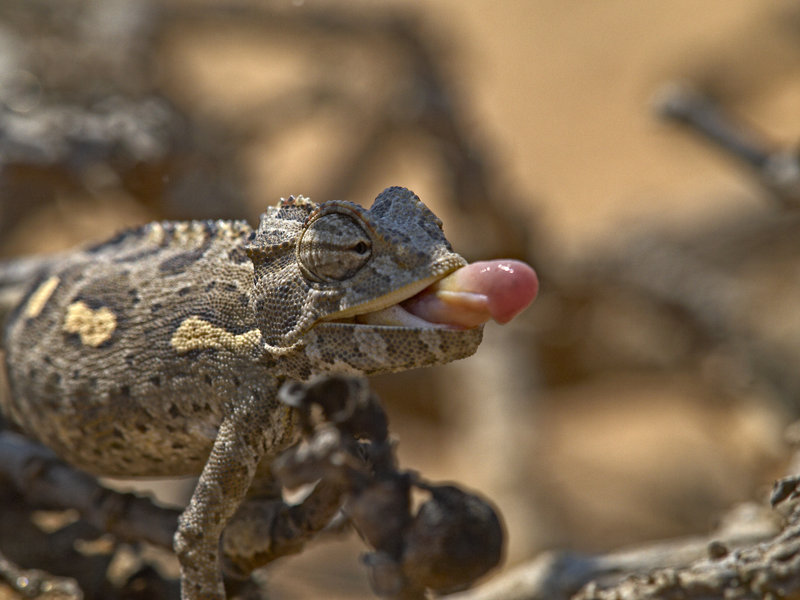 Swakopmund, Chameleon